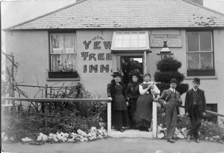 Yew Tree 1911