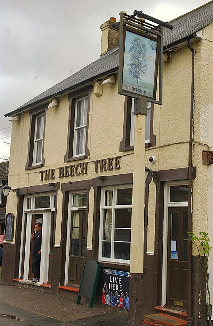 Beech Tree 2012