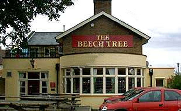 Beech Tree