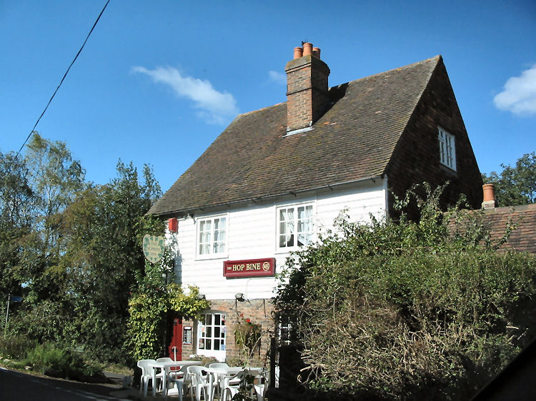Hop Bine 2015