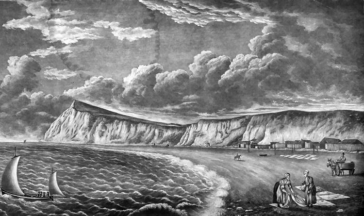 Mulberry Tree and Shakespeare Beach