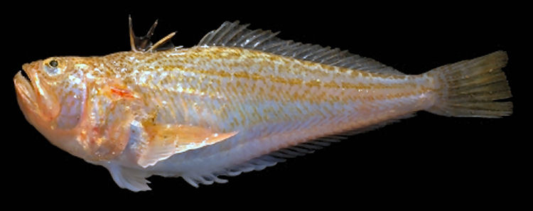 Weaver fish