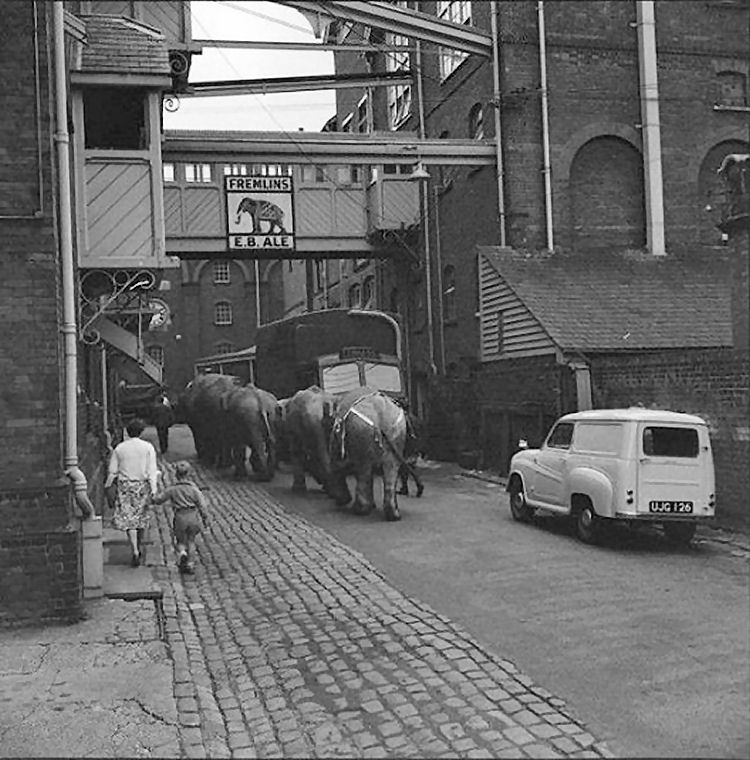 Fremlins Brewery elephant visit 1960