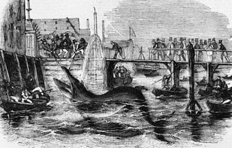 London Whale 1842