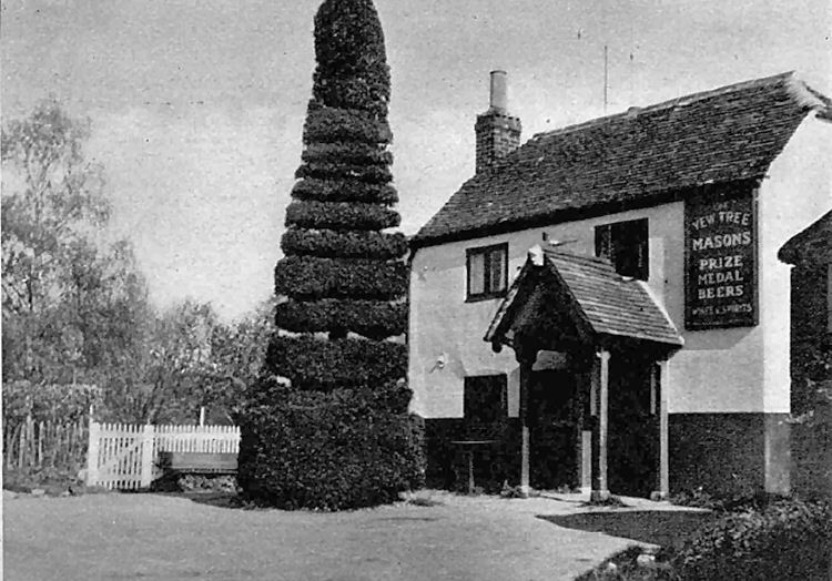 Yew Tree 1958