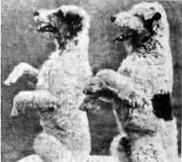 Anchor Inn terriers 1949