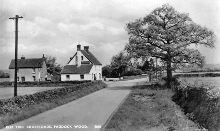 Elm Tree 1950
