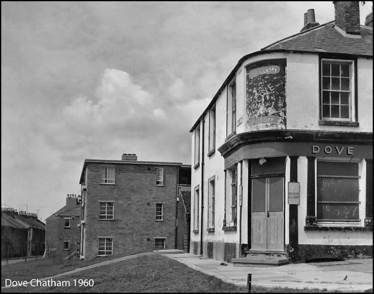 Dove 1960