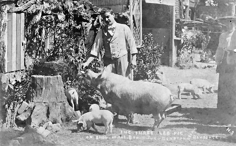 Brown Jug three legged pig 1924