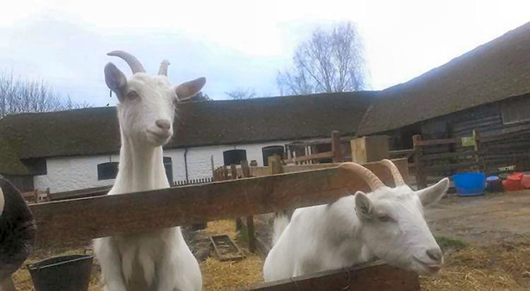 Waggon at Hale goats 2019
