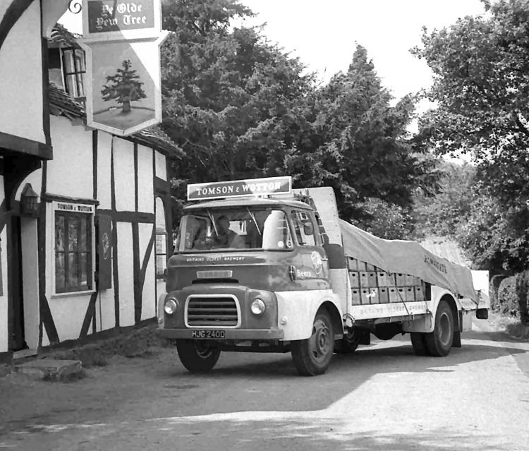 Old Yew Tree 1966