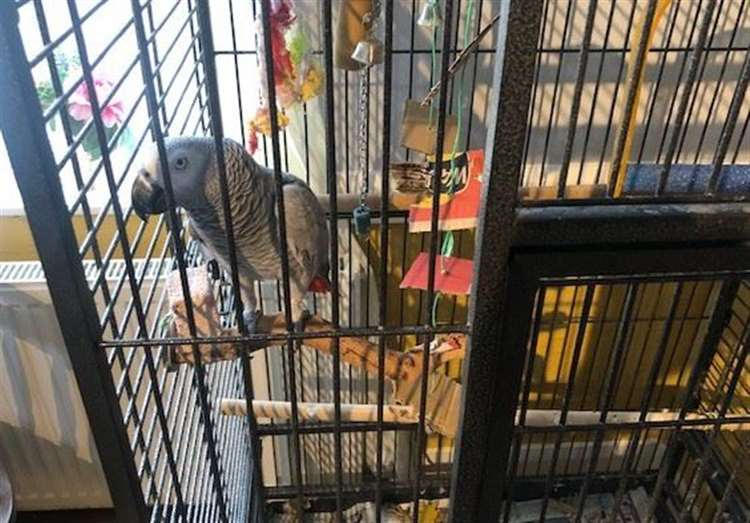 Four Horseshoes parrot 2023