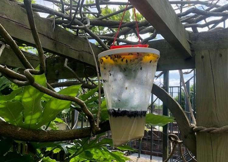 Kentish Hare fly catcher