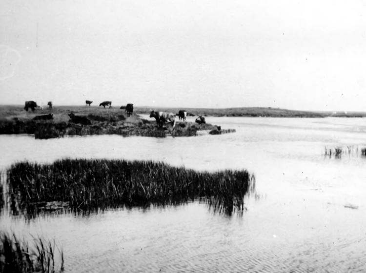 Nor Marsh cows 1930