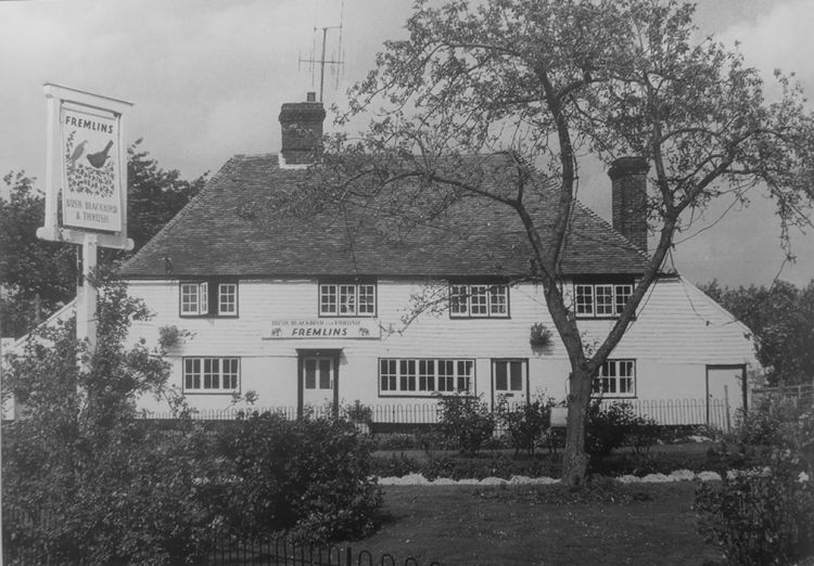 Bush Blackbird and Thrush 1951