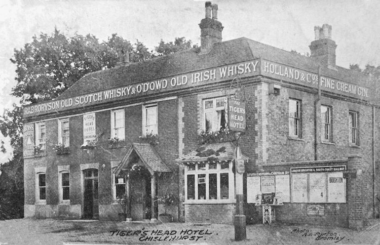 Tiger's Head 1904