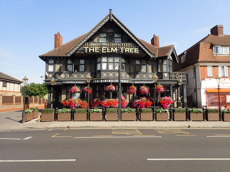 Elm Tree 2025