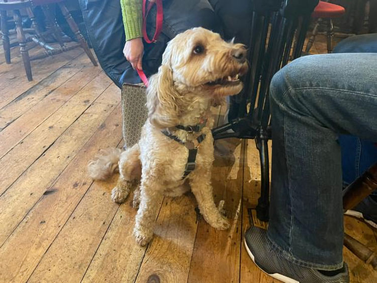 Cockpit dog Marlow 2023