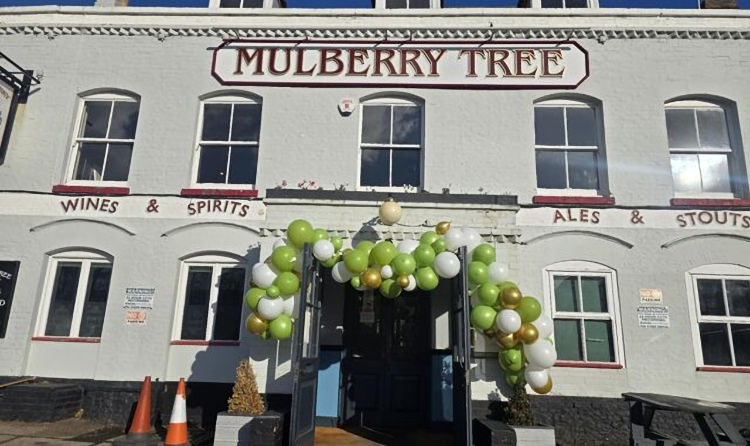 Mulberry Tree 2025