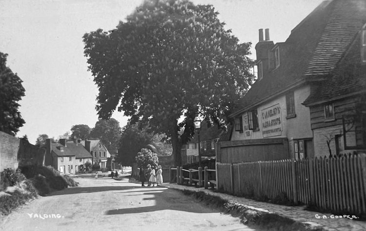 Walnut Tree 1904