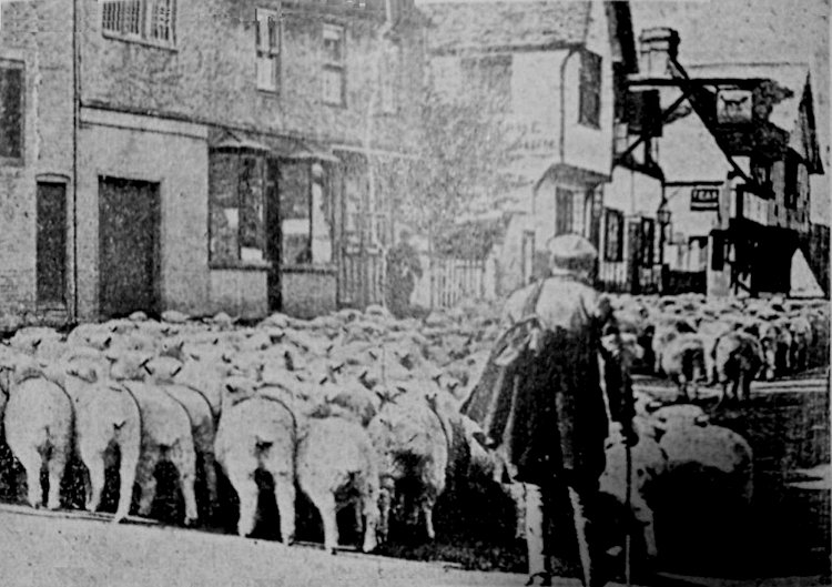 Dog Inn 1924