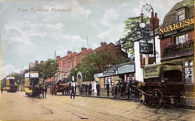 Plume of Feathers 1896