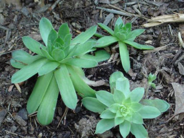 House leek Semper Vivum