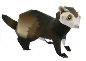 Ferret