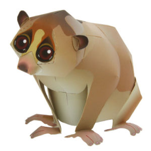 Slow Loris