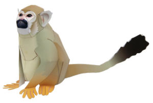 Squirrel Monkey